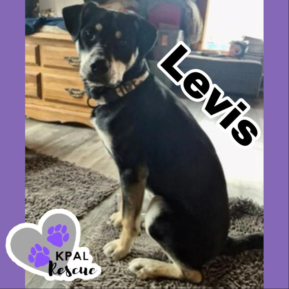 Enlarge Levis - Blue Jeans Litter, a Adoptable mixed breed in Kenai, AK image 5/6