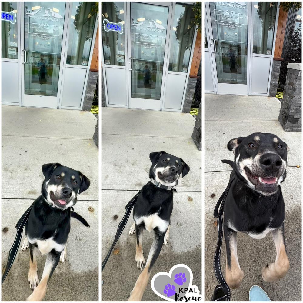 Enlarge Levis - Blue Jeans Litter, a Adoptable mixed breed in Kenai, AK image 6/6