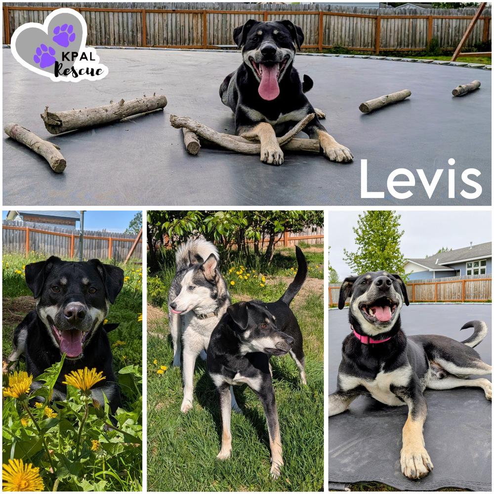Enlarge Levis - Blue Jeans Litter, a Adoptable mixed breed in Kenai, AK image 5/6
