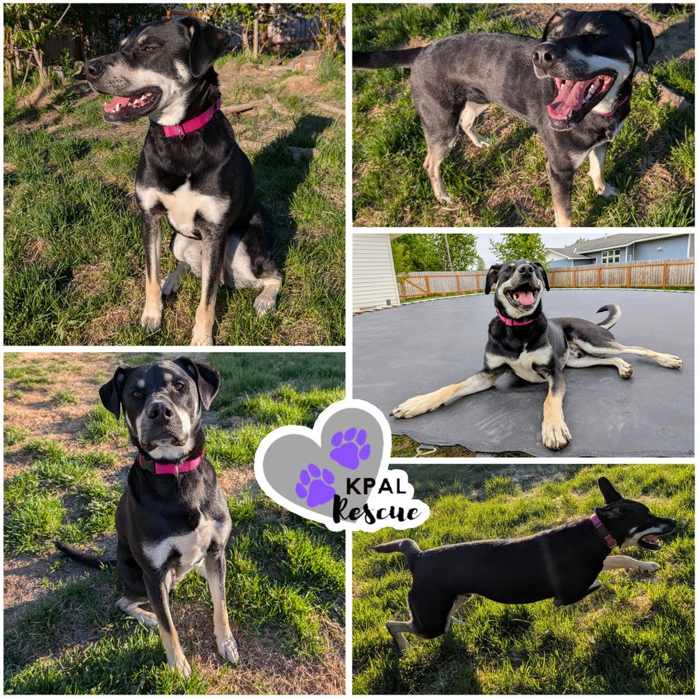 Enlarge Levis - Blue Jeans Litter, a Adoptable mixed breed in Kenai, AK image 6/6
