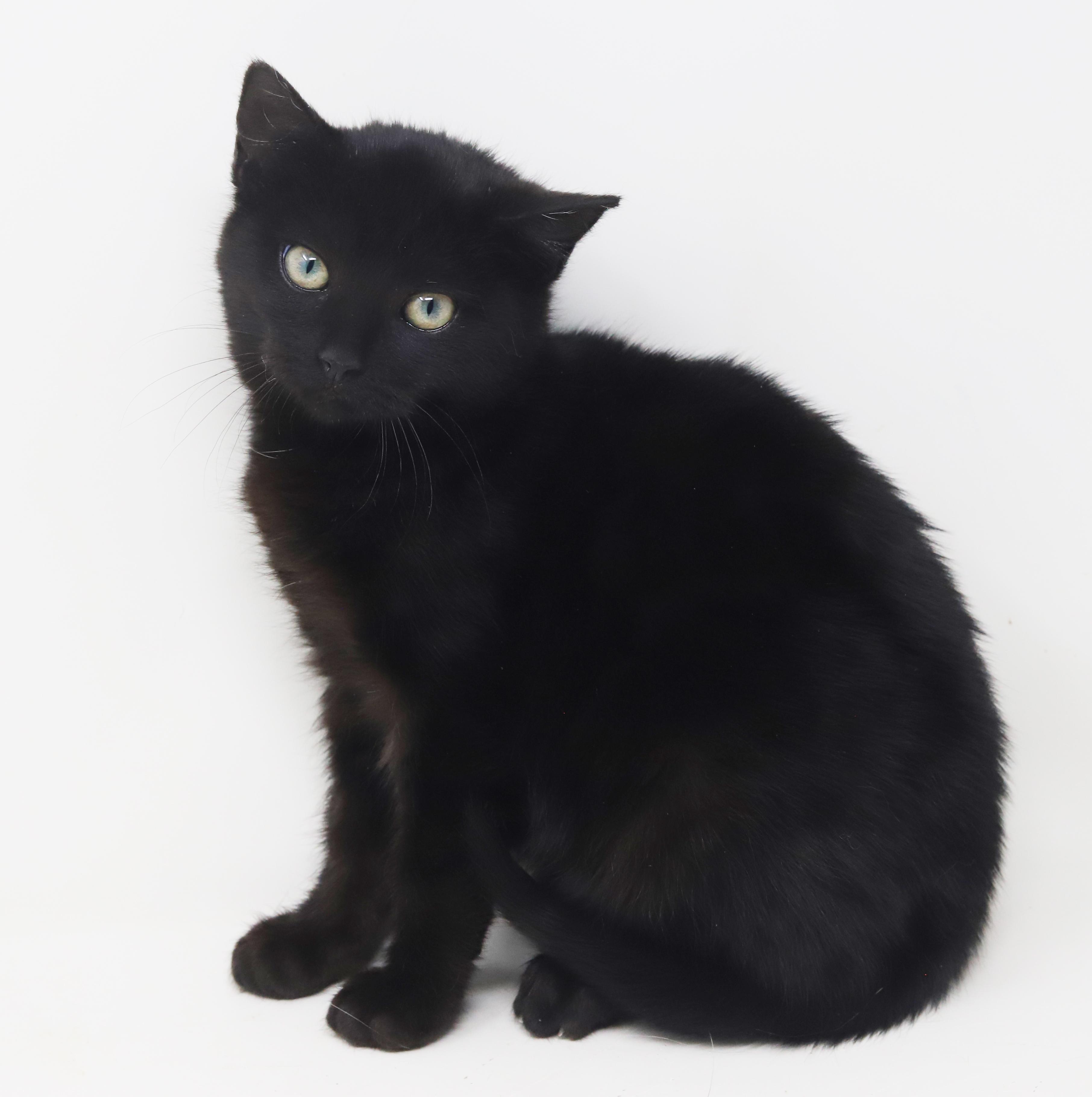 Clarence is a delight!  Tiny adorableness in a fuzzy package!  Loves his sis Zuzu, Adoptable, Kitten Male Bombay & British Shorthair.