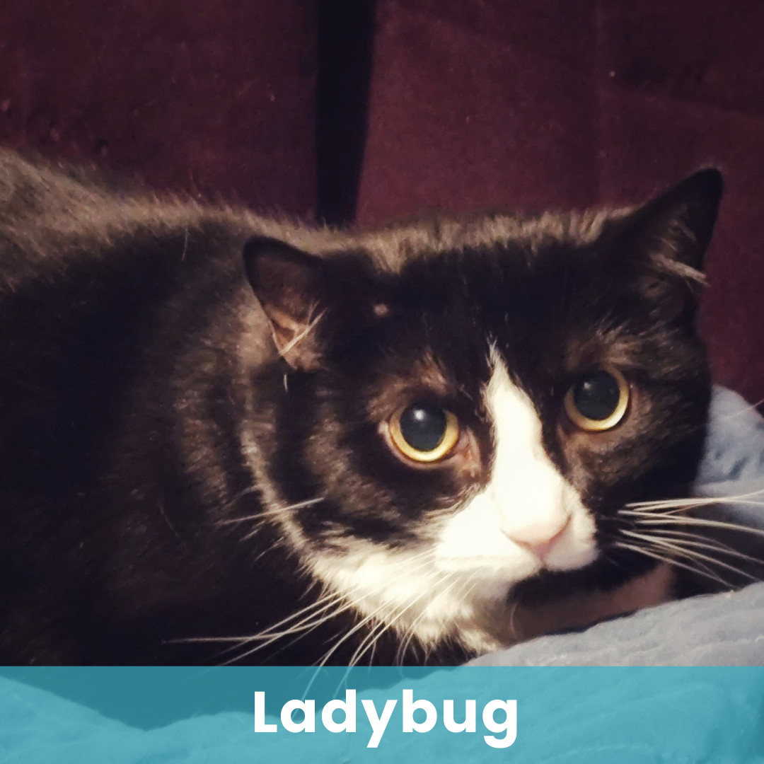 Ladybug
