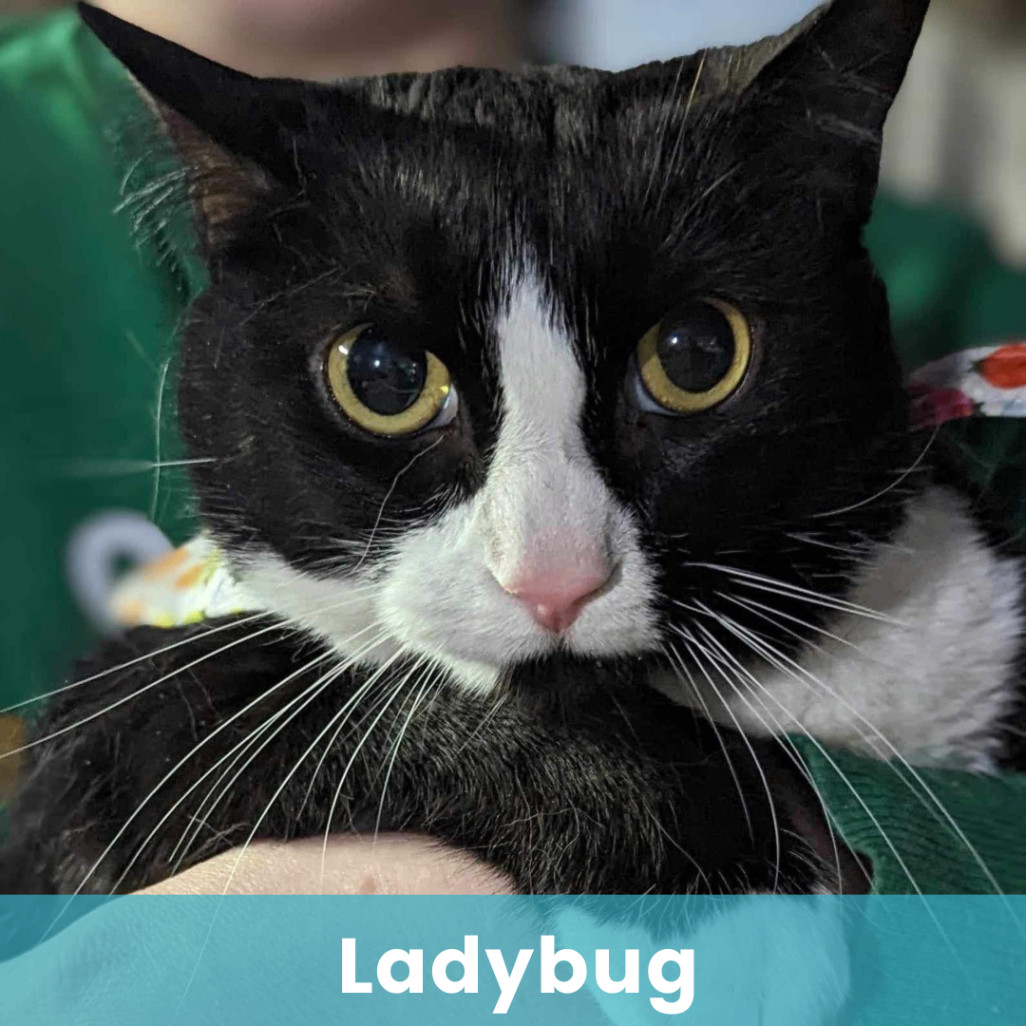 Ladybug 4