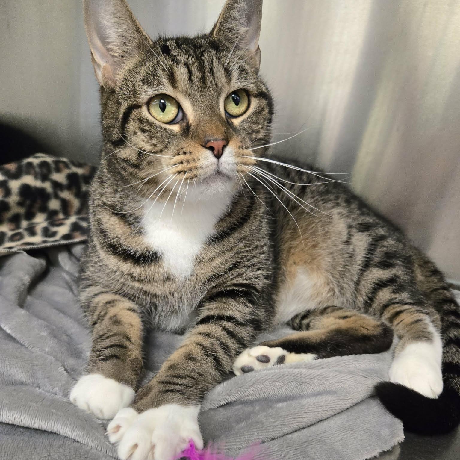 Enlarge Sagittarius, a ADOPTABLE Domestic Short Hair in Martinsville, IN image 2/3