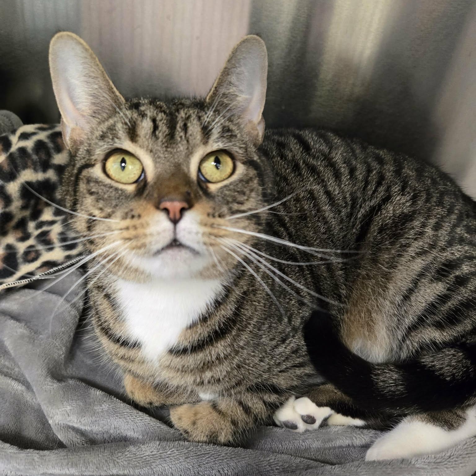 Enlarge Sagittarius, a ADOPTABLE Domestic Short Hair in Martinsville, IN image 3/3