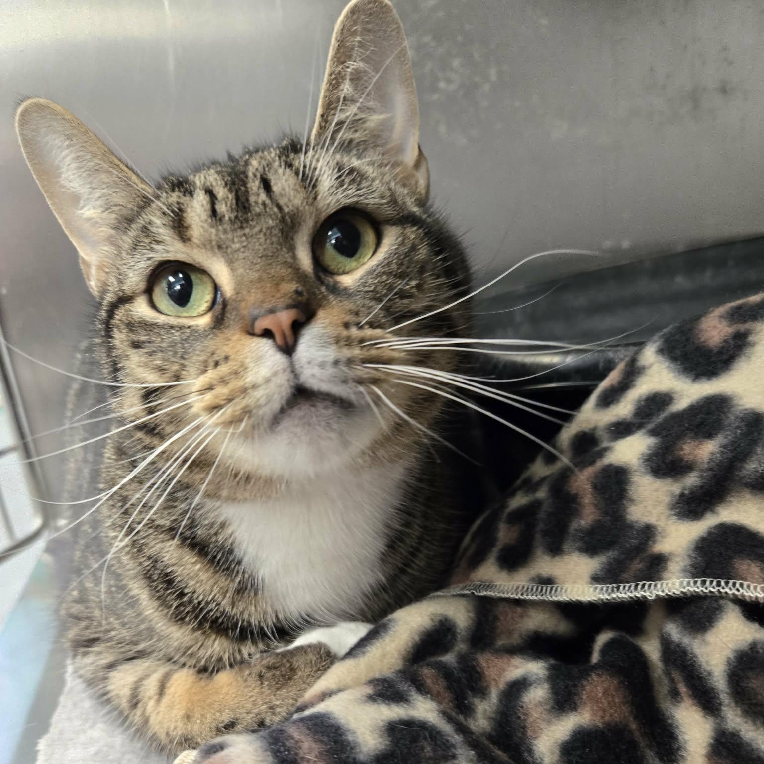 Sagittarius, ADOPTABLE, Adult Male Domestic Short Hair.