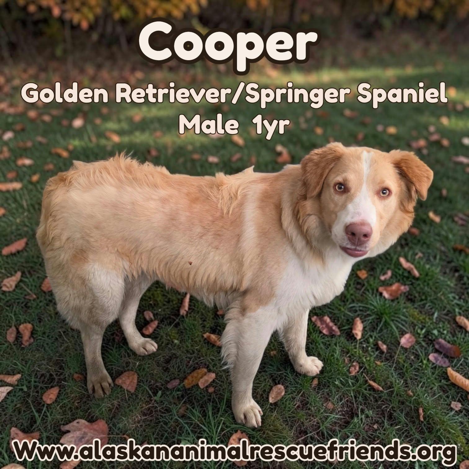 Cooper, Adoptable, Adult Male English Springer Spaniel & Golden Retriever.