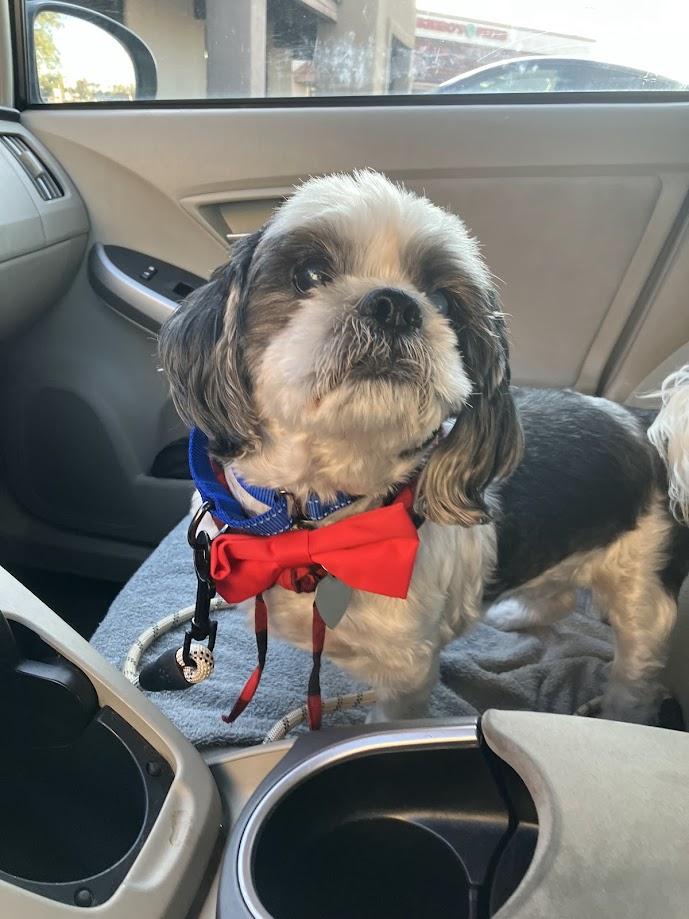 Enlarge Eugene, a ADOPTABLE Shih Tzu in Scottsdale, AZ image 4/6