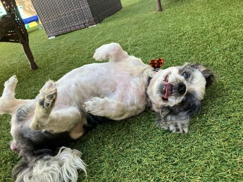 Enlarge Eugene, a ADOPTABLE Shih Tzu in Scottsdale, AZ image 3/6