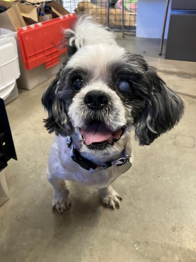 Enlarge Eugene, a ADOPTABLE Shih Tzu in Scottsdale, AZ image 2/6