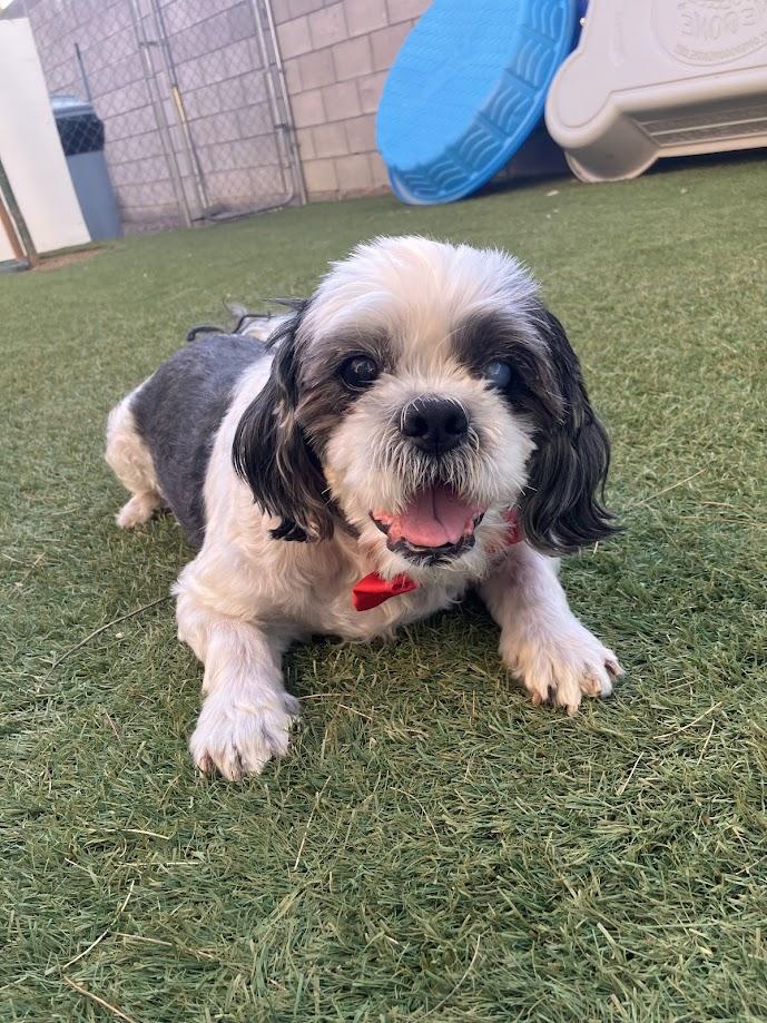 Enlarge Eugene, a ADOPTABLE Shih Tzu in Scottsdale, AZ image 1/6
