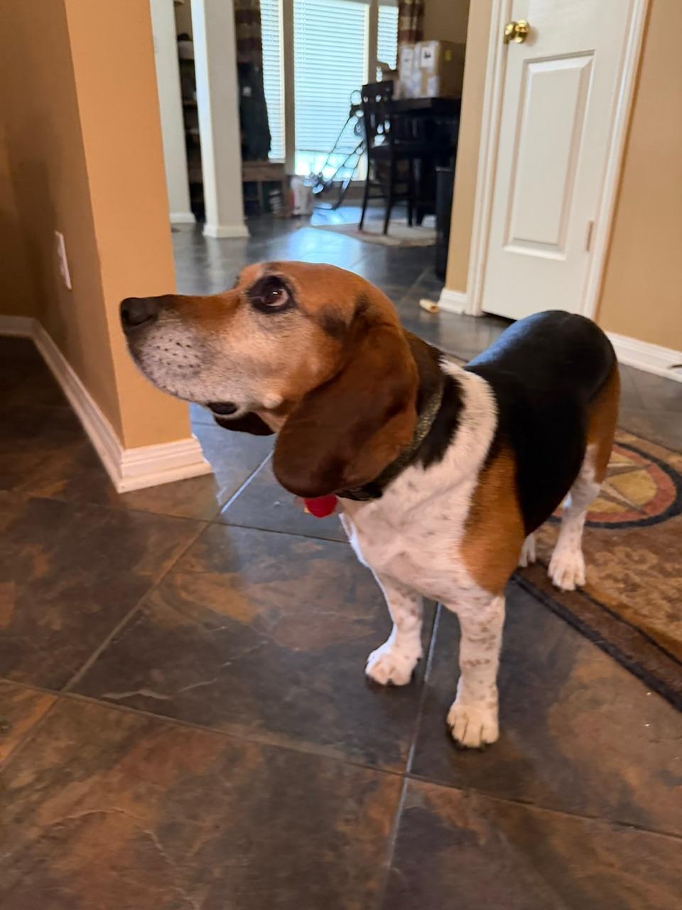 Enlarge Patrick, a ADOPTABLE Beagle in Tomball, TX image 2/5