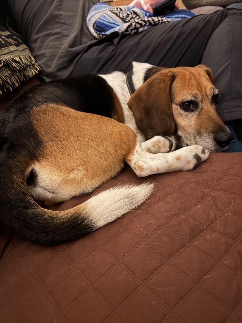 Enlarge Patrick, a ADOPTABLE Beagle in Tomball, TX image 5/5