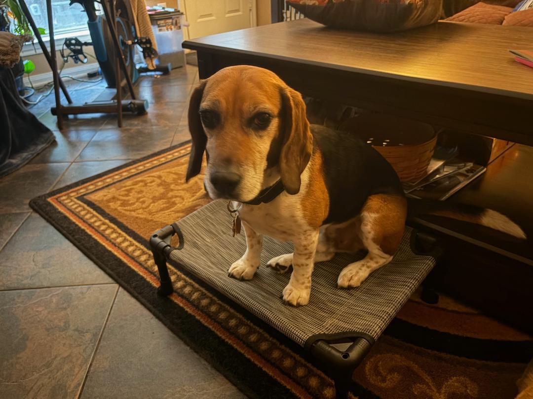 Enlarge Patrick, a ADOPTABLE Beagle in Tomball, TX image 4/5