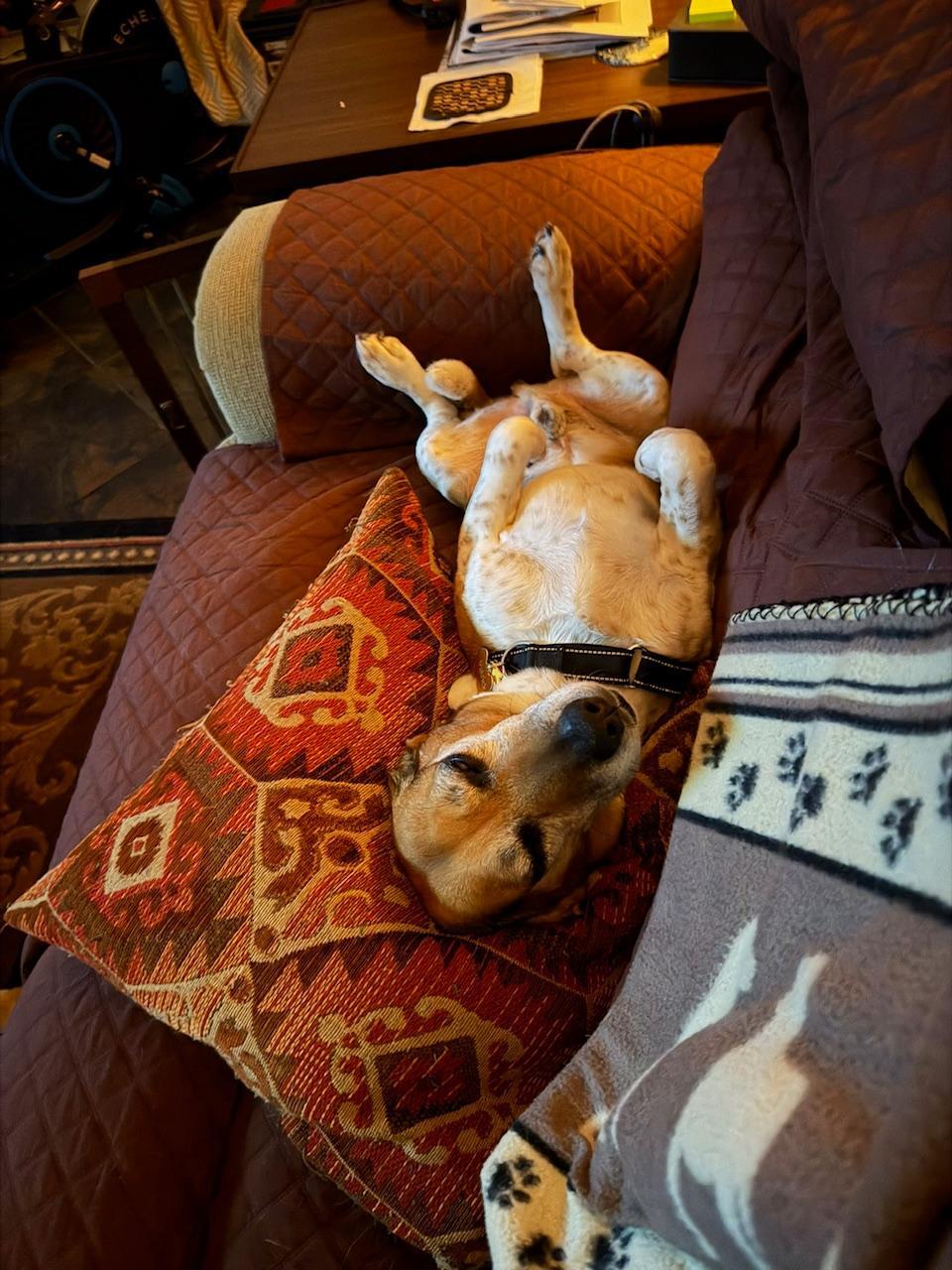 Enlarge Patrick, a ADOPTABLE Beagle in Tomball, TX image 3/5