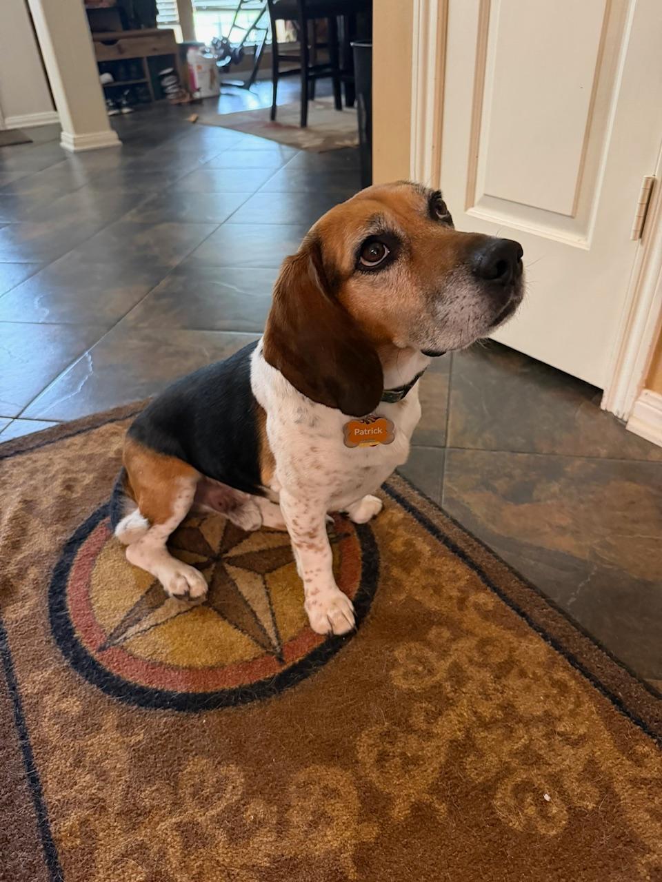 Enlarge Patrick, a ADOPTABLE Beagle in Tomball, TX image 1/5