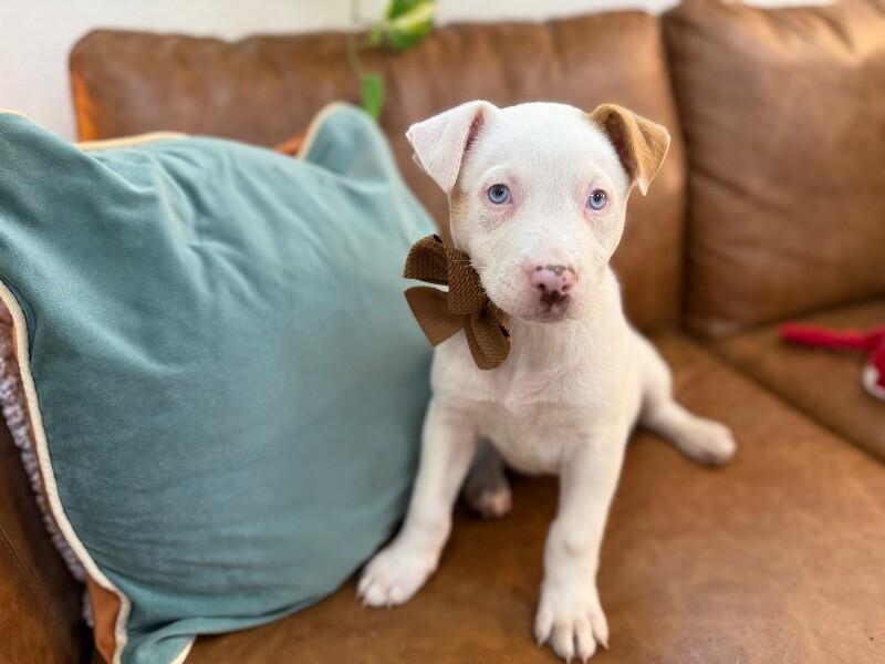 Snow White — thumbnail 5