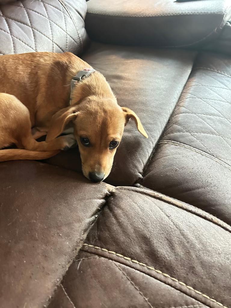 Enlarge Jill, a Adopted mixed breed in Pocatello, ID image 2/2