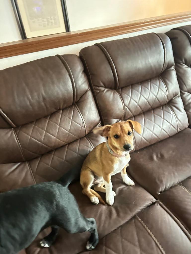 Jill, Adopted, Puppy Female Chihuahua & Corgi.