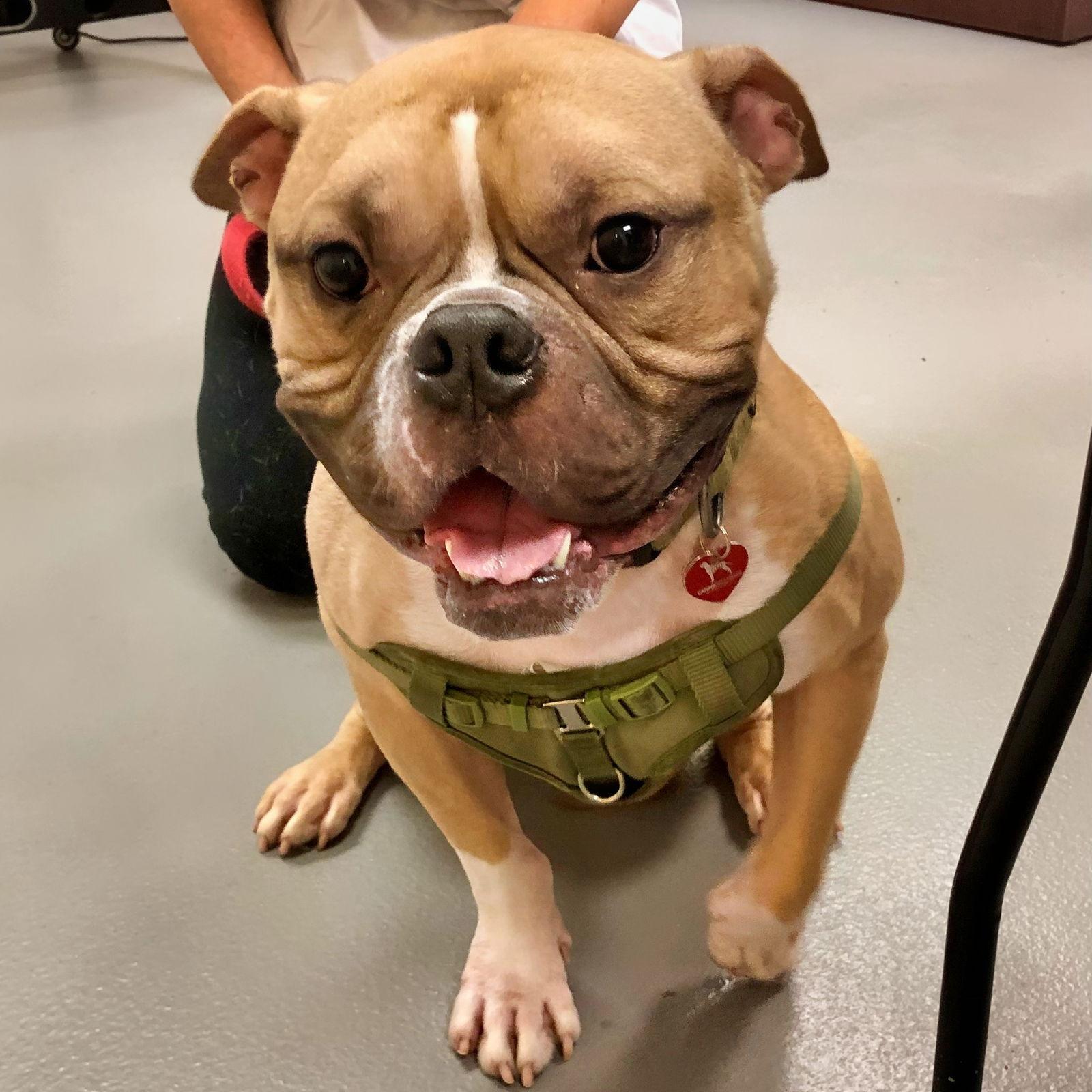 Zuko, Adoptable, Adult Male American Bulldog.