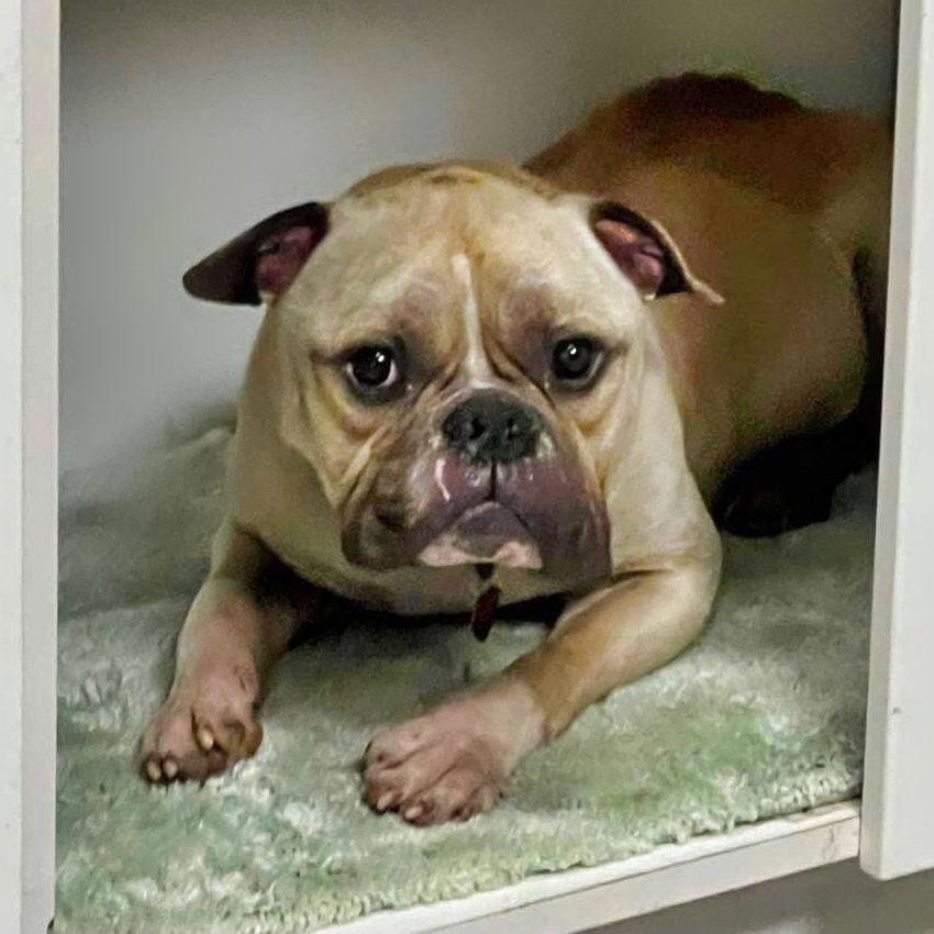 Enlarge Zuko, a Adoptable American Bulldog in Atlanta, GA image 2/3