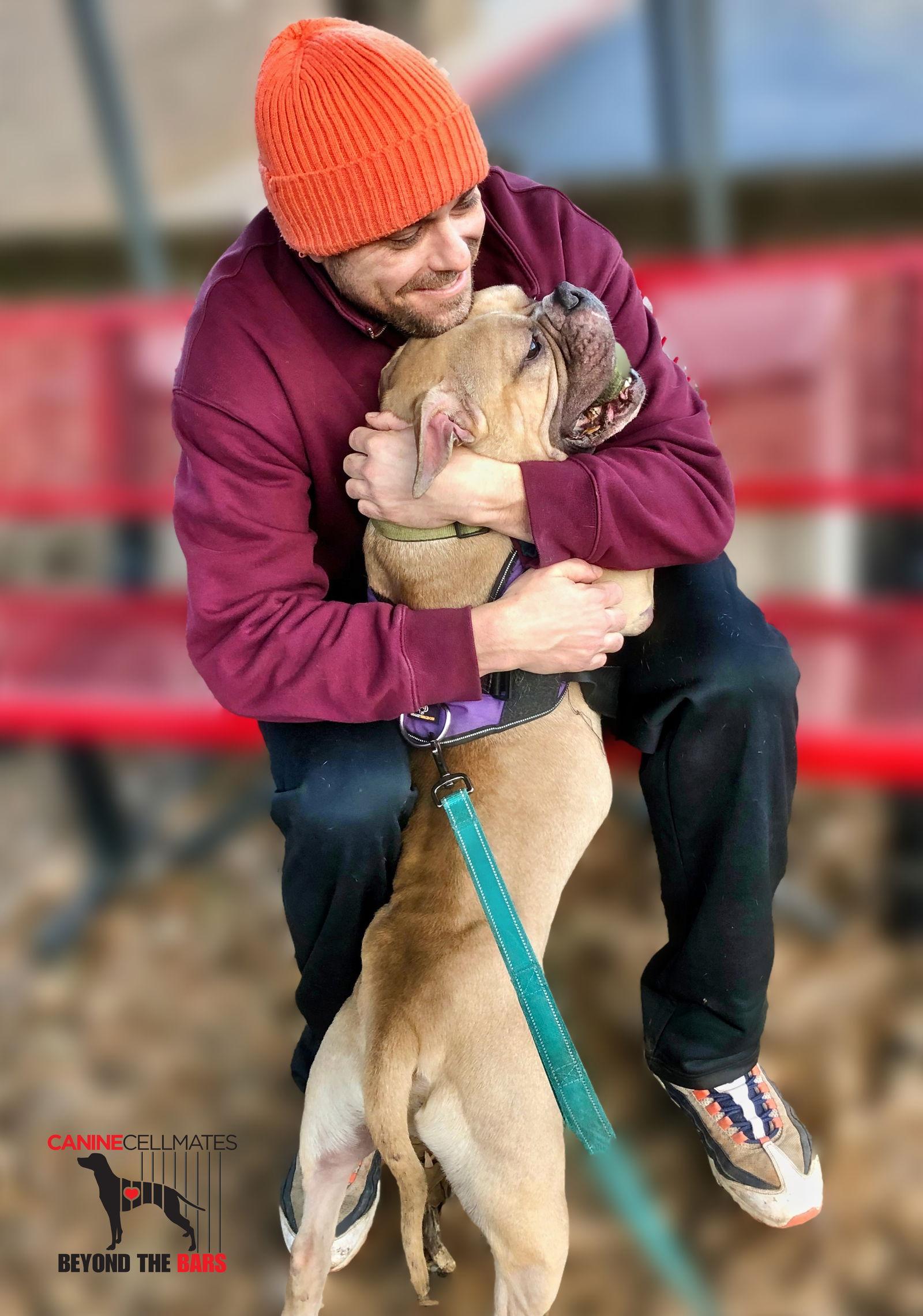 Enlarge Zuko, a Adoptable American Bulldog in Atlanta, GA image 3/3