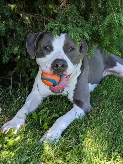 KRISTY, Adoptable, Young Female American Bulldog.