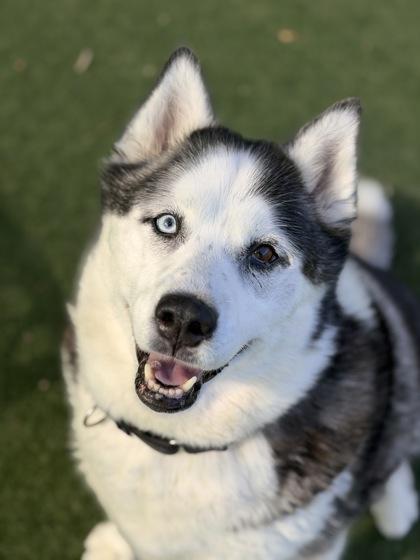 Enlarge Bellatrix, an adoptable mixed breed in Sacramento, CA image 6/6