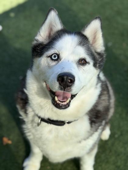 Enlarge Bellatrix, an adoptable mixed breed in Sacramento, CA image 5/6