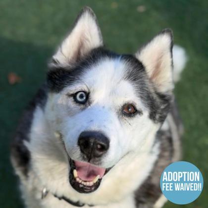 Enlarge Bellatrix, an adoptable mixed breed in Sacramento, CA image 1/6