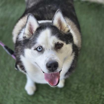 Enlarge Bellatrix, an adoptable mixed breed in Sacramento, CA image 1/3
