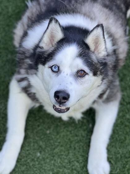 Enlarge Bellatrix, an adoptable mixed breed in Sacramento, CA image 3/3
