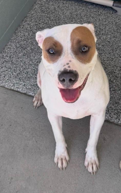 Goggles, Adoptable, Puppy Female Boxer & American Bulldog.