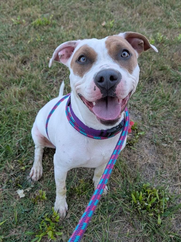 Enlarge Goggles, a Adoptable mixed breed in Grants Pass, OR image 2/2