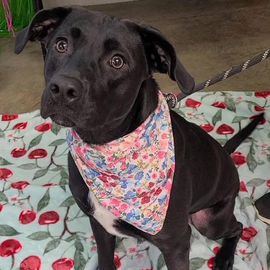 Enlarge Rose, a Adoptable Black Labrador Retriever in Enterprise, AL image 1/2