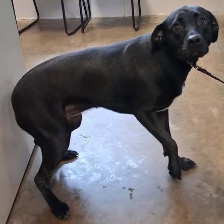 Rose, Adoptable, Adult Female Black Labrador Retriever.