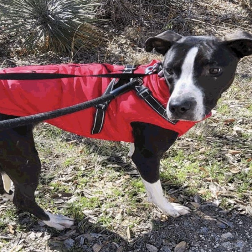 Evie, a Adoptable mixed breed in Bronx , NY image 5/5