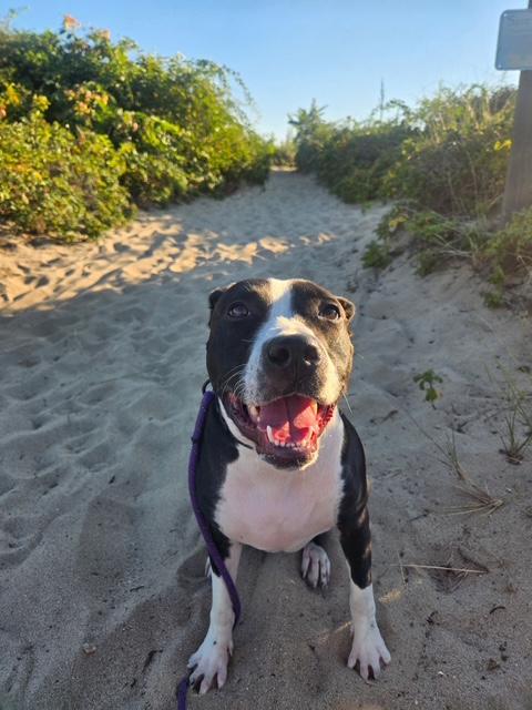 Evie, a Adoptable mixed breed in Bronx , NY image 1/5