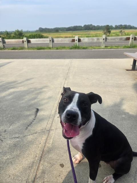 Evie, a Adoptable mixed breed in Bronx , NY image 2/5