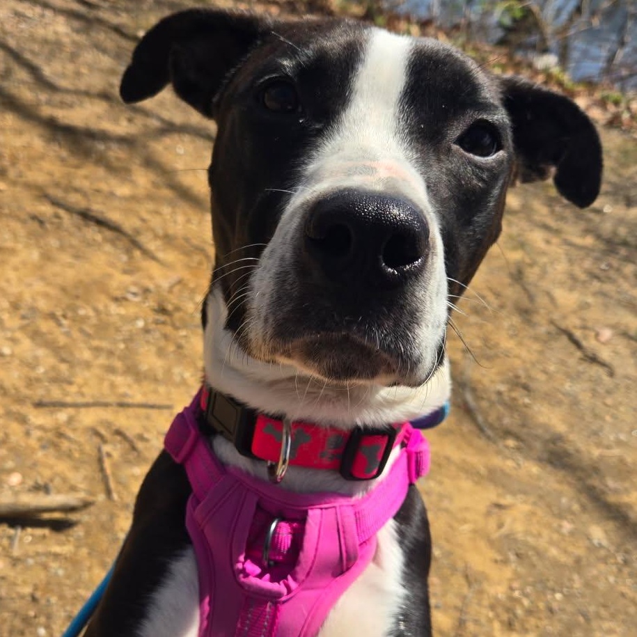 Evie, a Adoptable mixed breed in Bronx , NY image 3/5