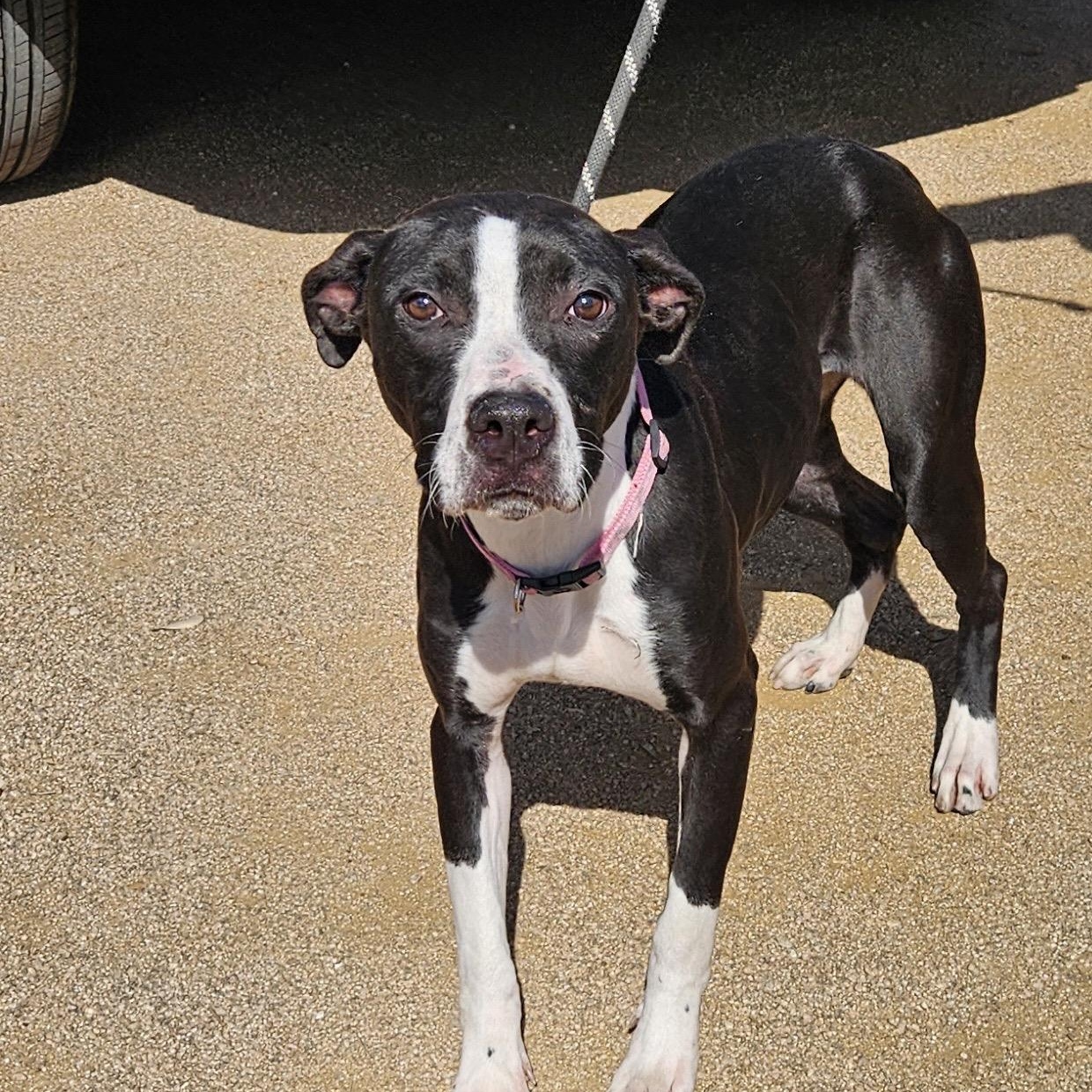 Evie, a Adoptable mixed breed in Bronx , NY image 4/5