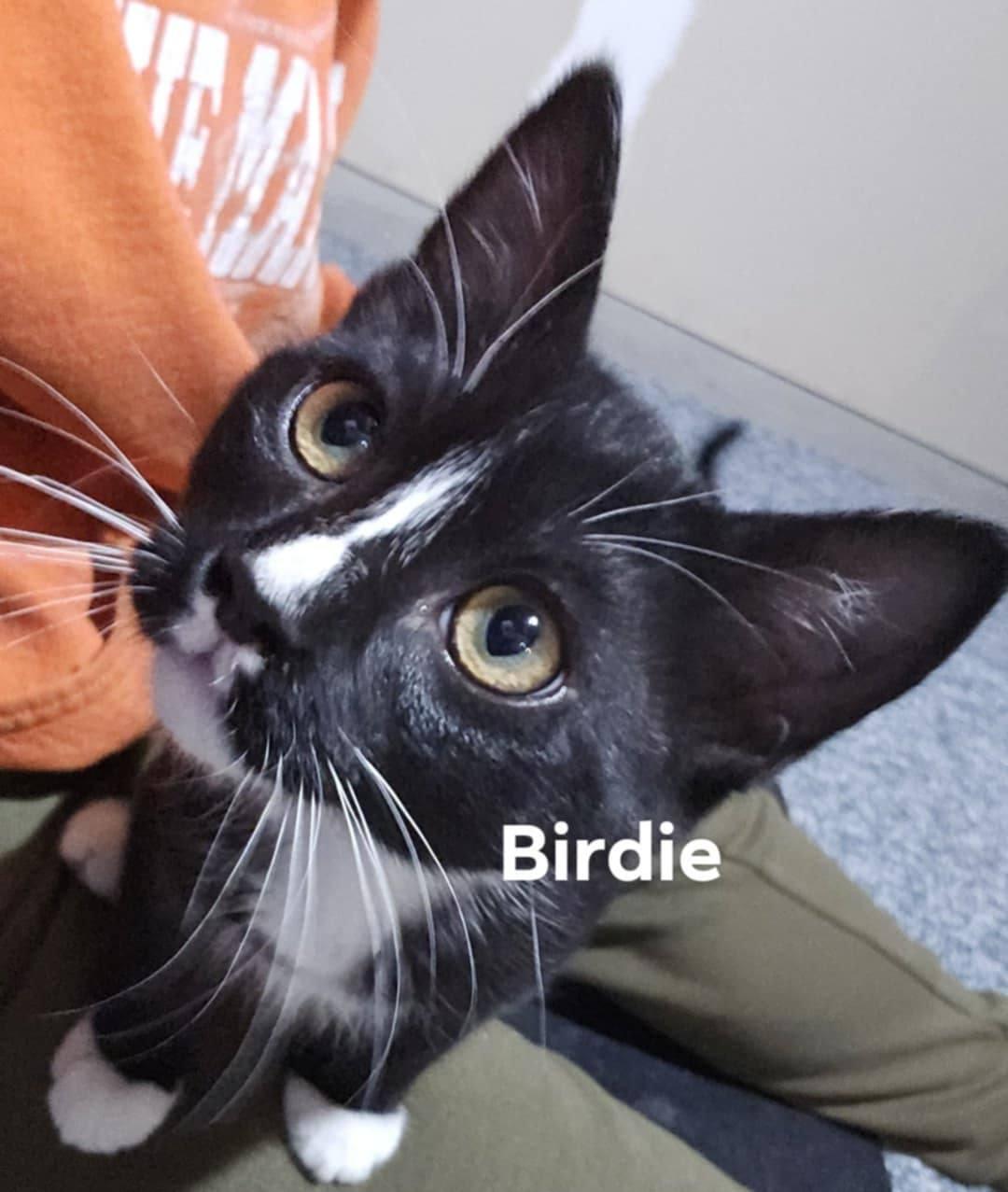 Birdie, ADOPTABLE, Kitten Female Domestic Short Hair.
