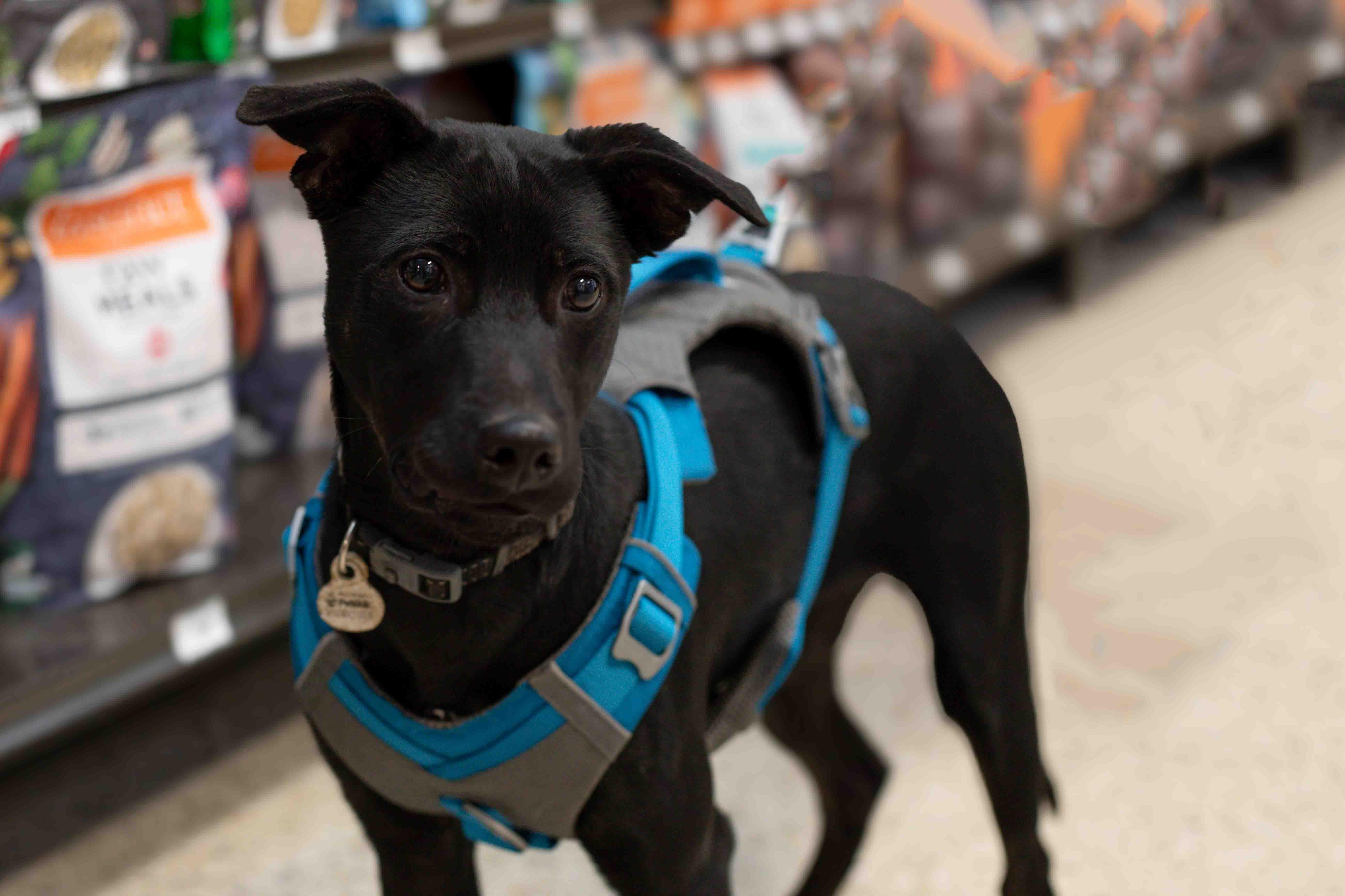 Fred, a Adoptable mixed breed in Farmington, MN image 4/6