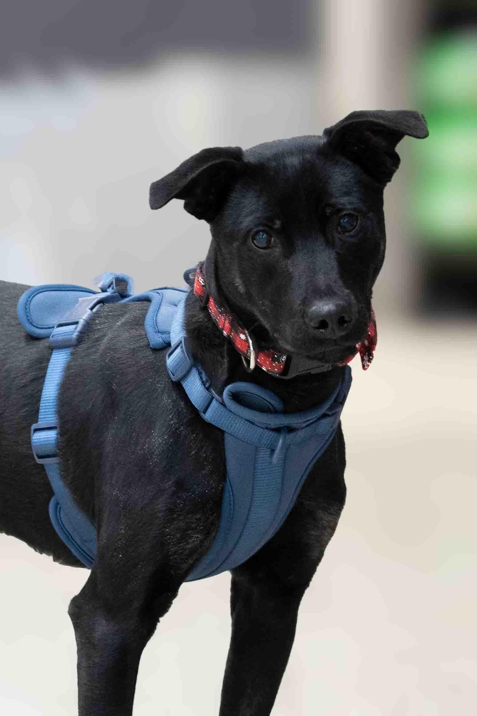 Fred, Adoptable, Young Male Terrier.
