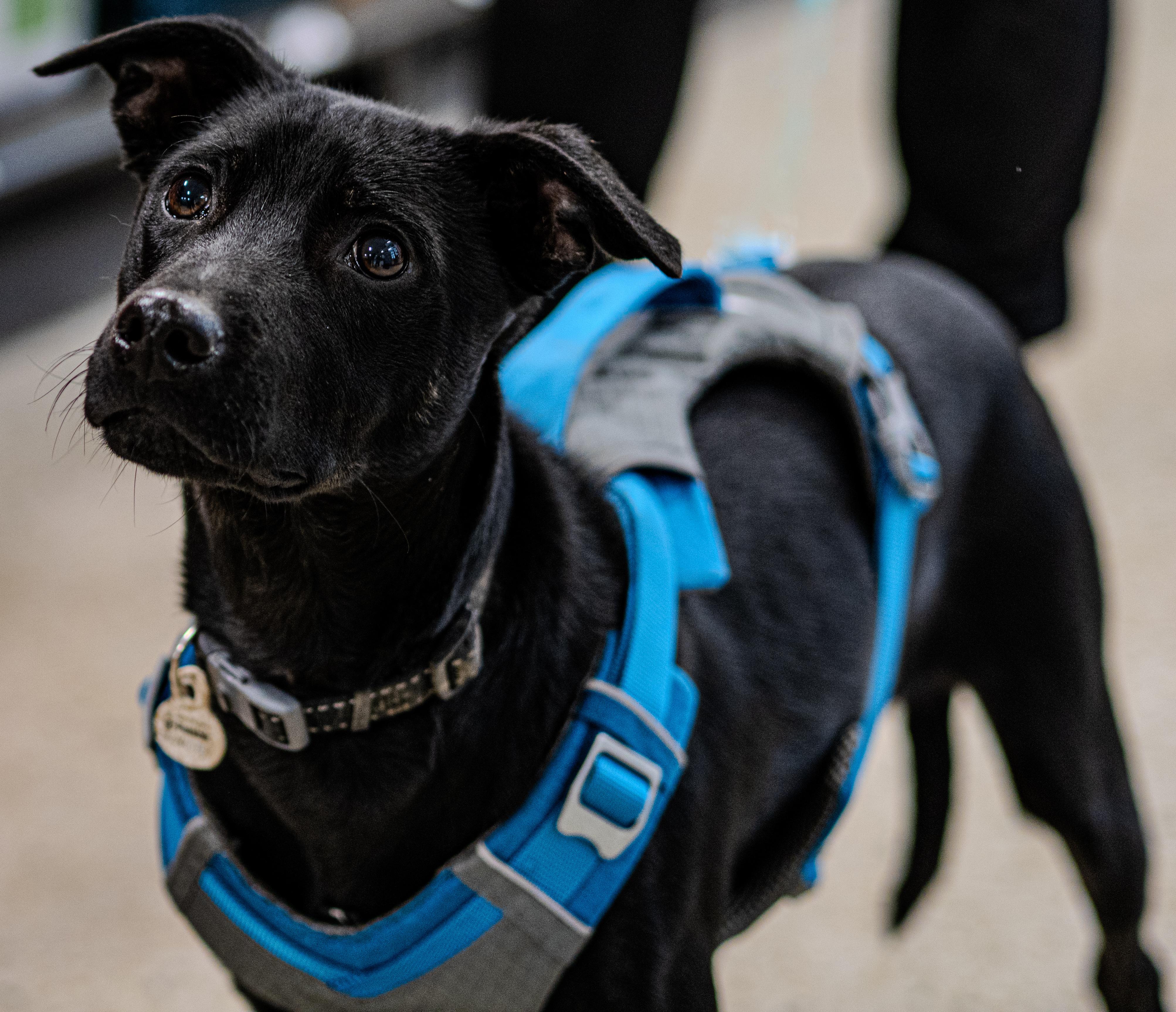 Fred, Adoptable, Young Male Terrier.