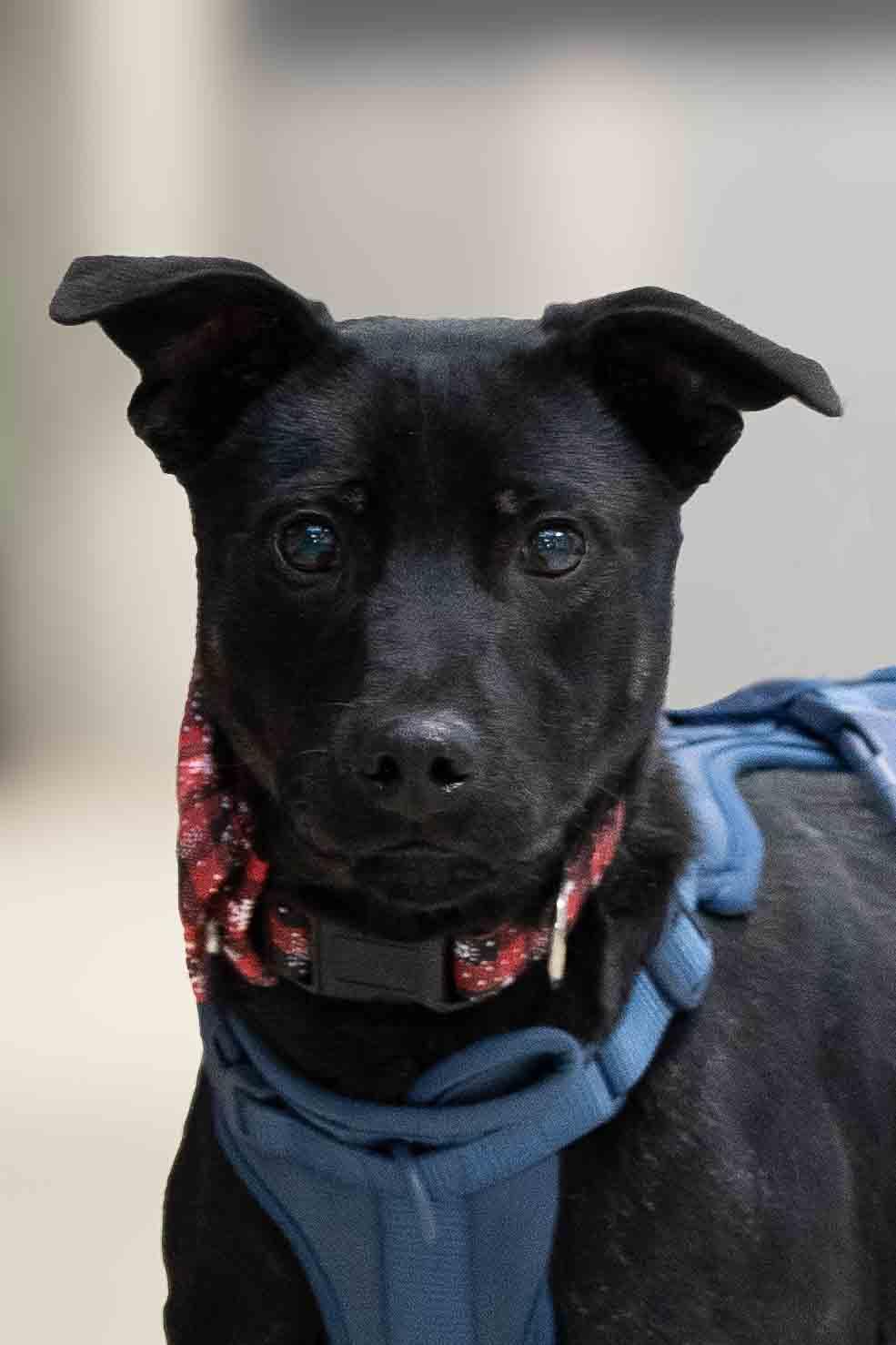 Enlarge Fred, a Adoptable mixed breed in Farmington, MN image 2/3