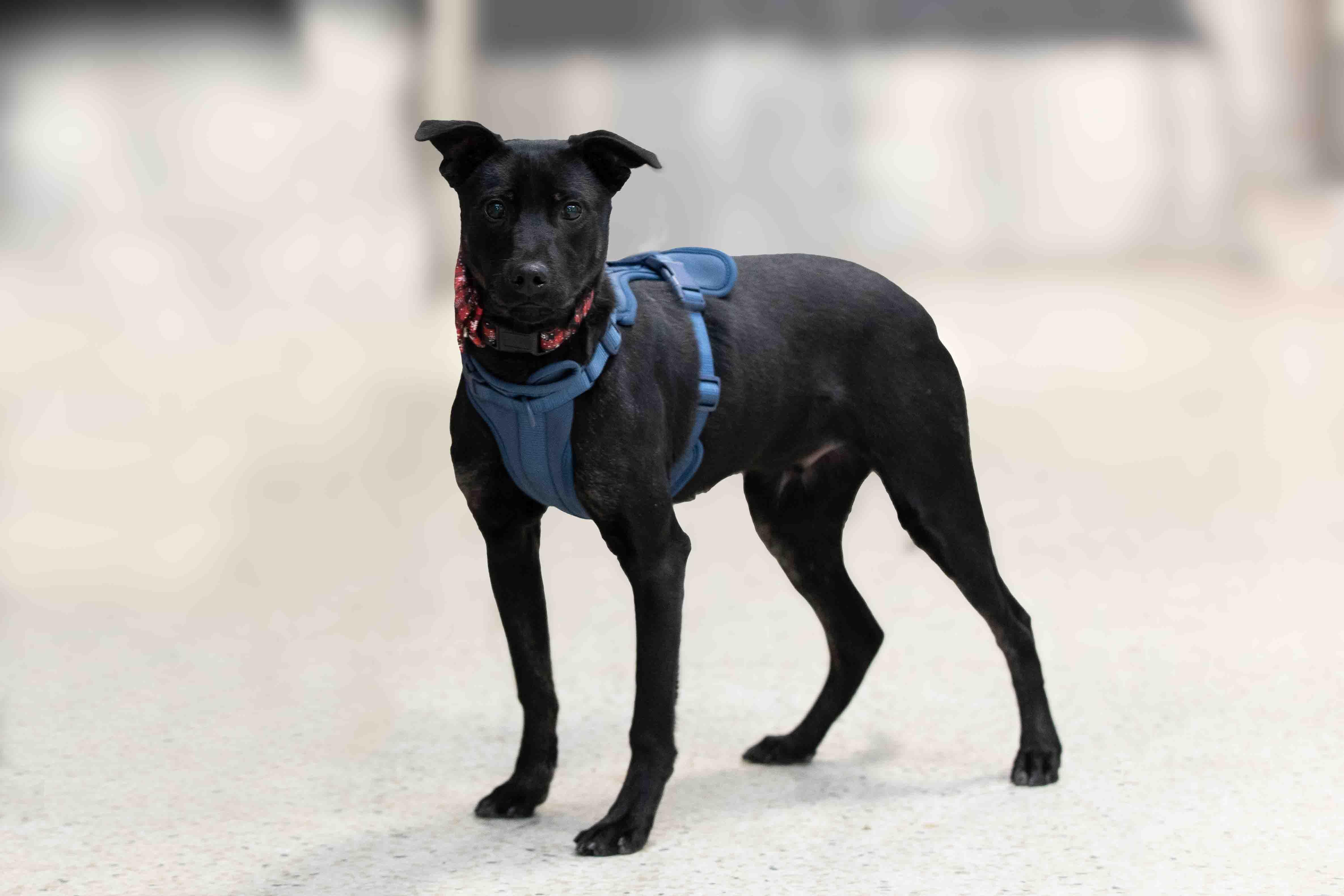 Enlarge Fred, a Adoptable mixed breed in Farmington, MN image 3/3