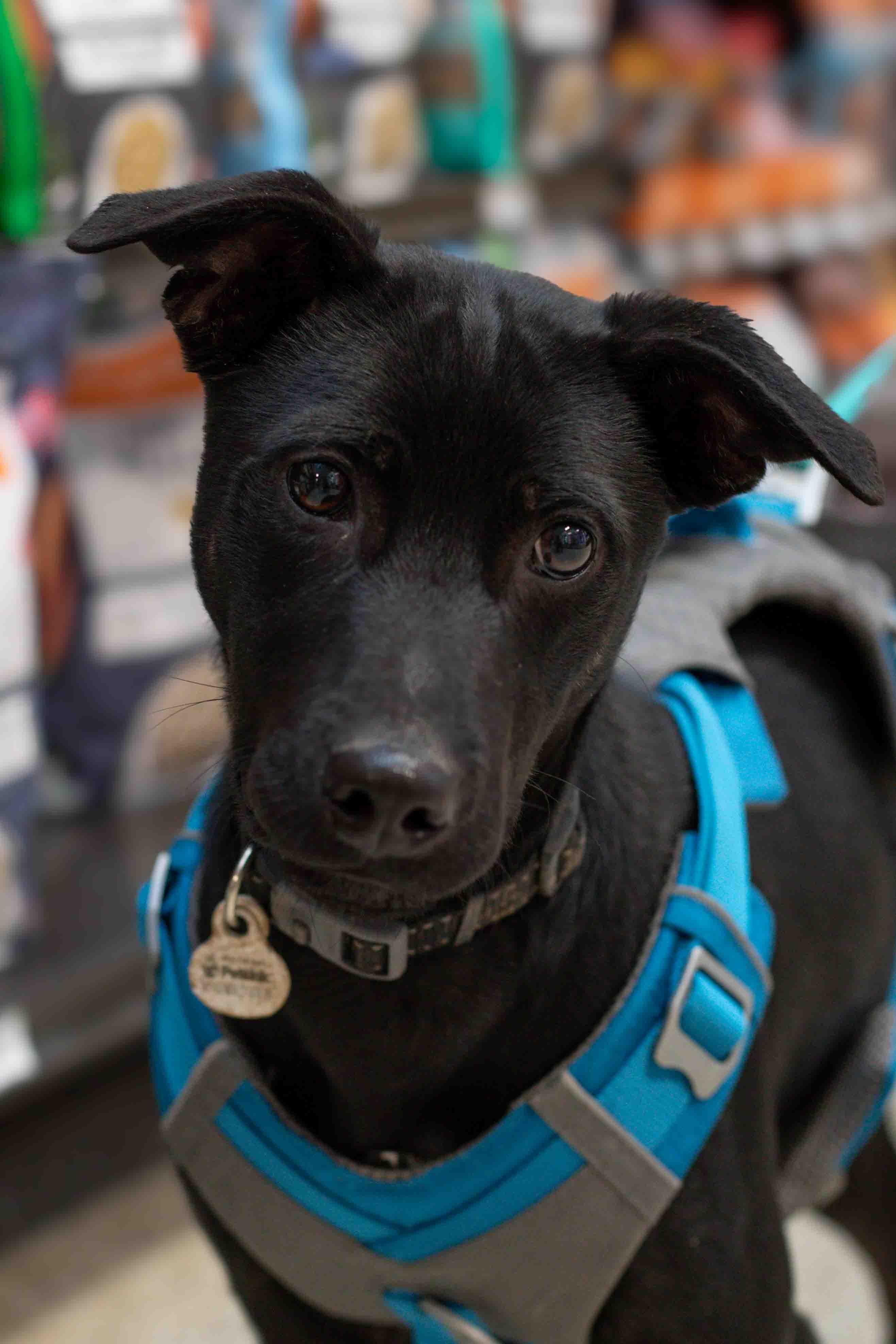 Fred, a Adoptable mixed breed in Farmington, MN image 2/6