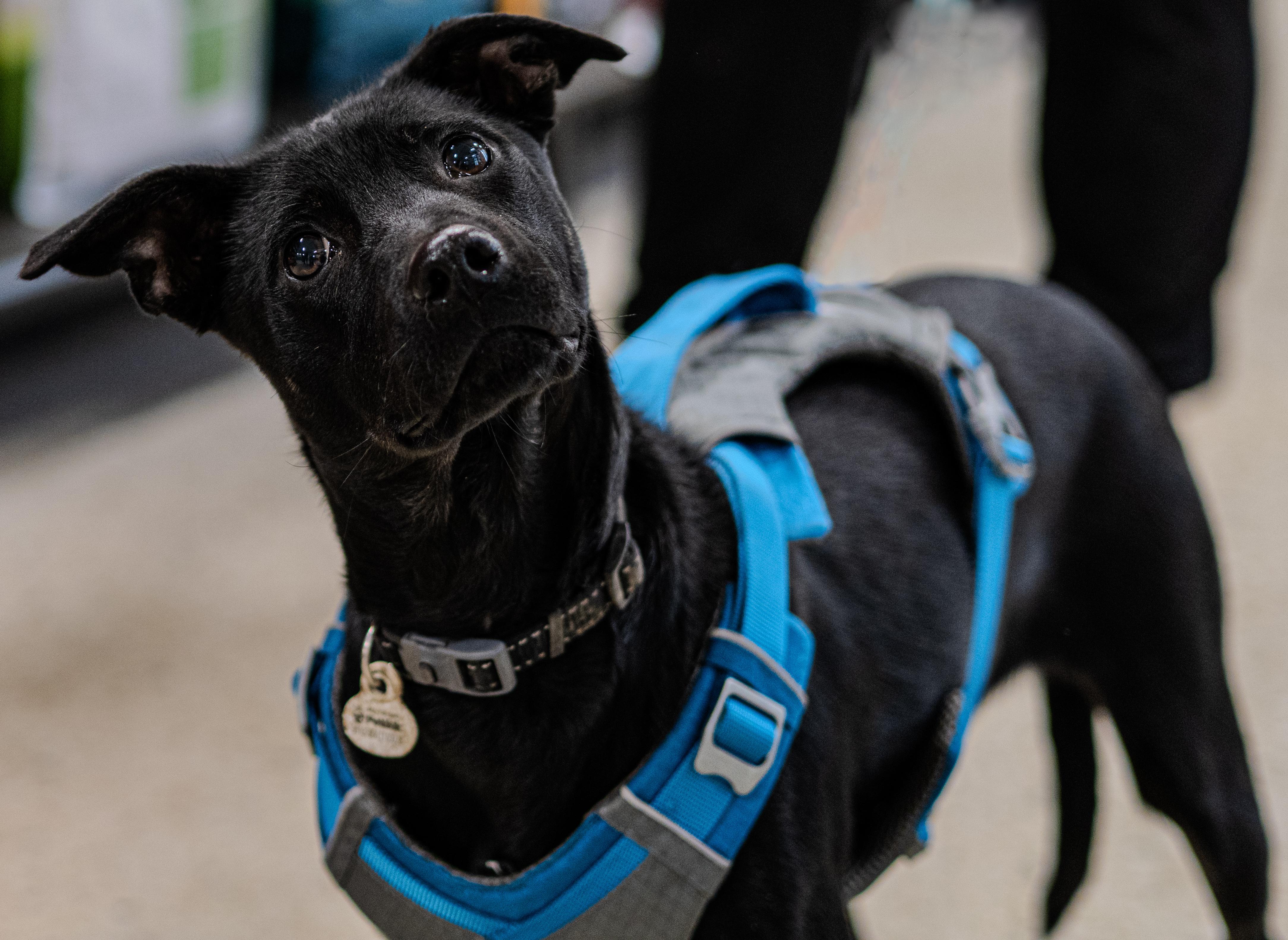 Fred, a Adoptable mixed breed in Farmington, MN image 3/6