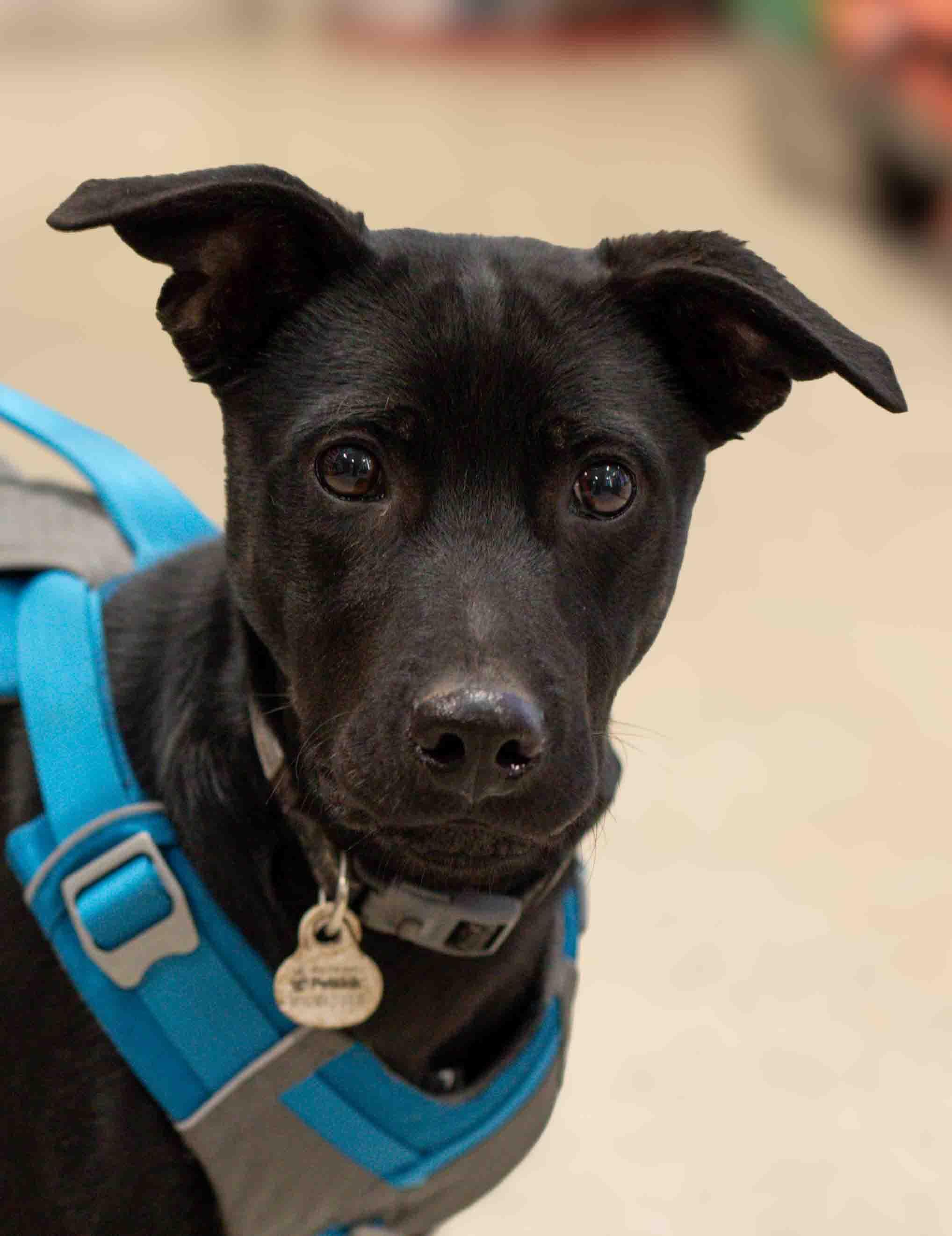 Fred, a Adoptable mixed breed in Farmington, MN image 5/6